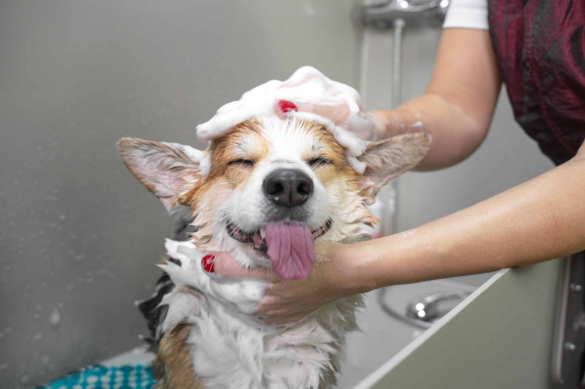 Dog Shampooing