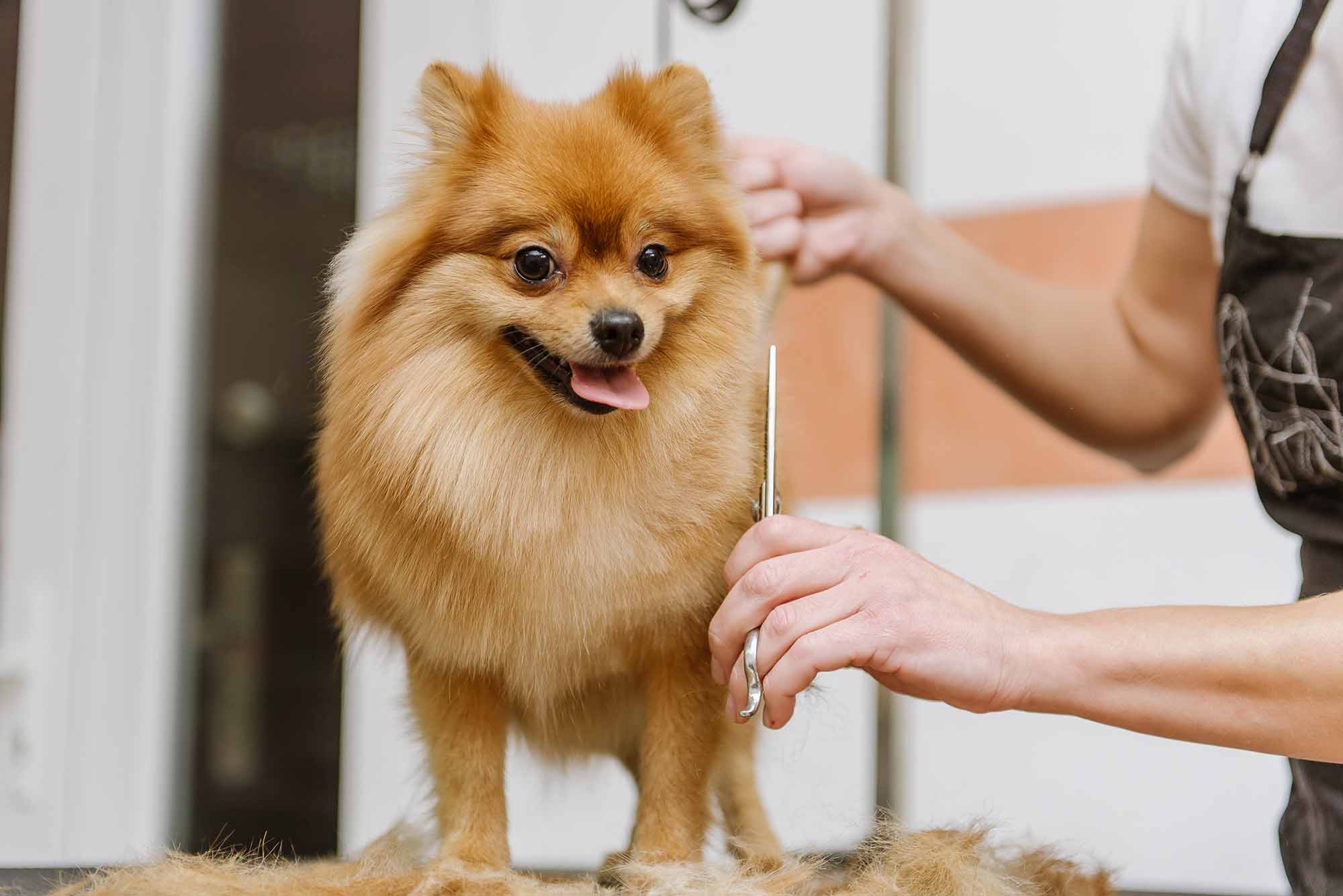 Dog getting a haircut