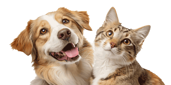 Happy groomed pets